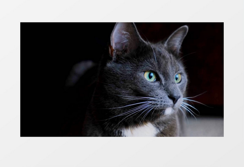 猫咪视频最新版，解锁萌宠世界的全新视角，猫咪视频最新版，萌宠世界的全新视角探索