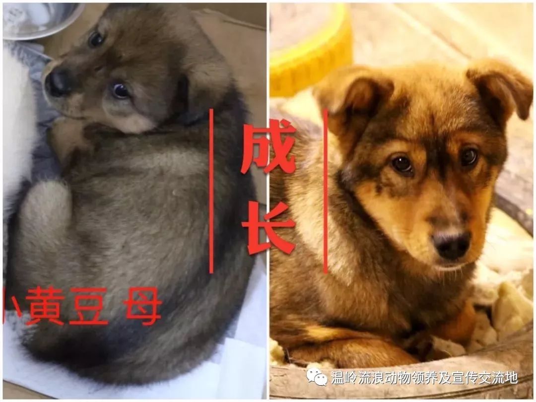 新澳门一码一肖一待一中四不像，探索与解析，澳门新玩法探索与解析，一码一肖一待一中四不像揭秘