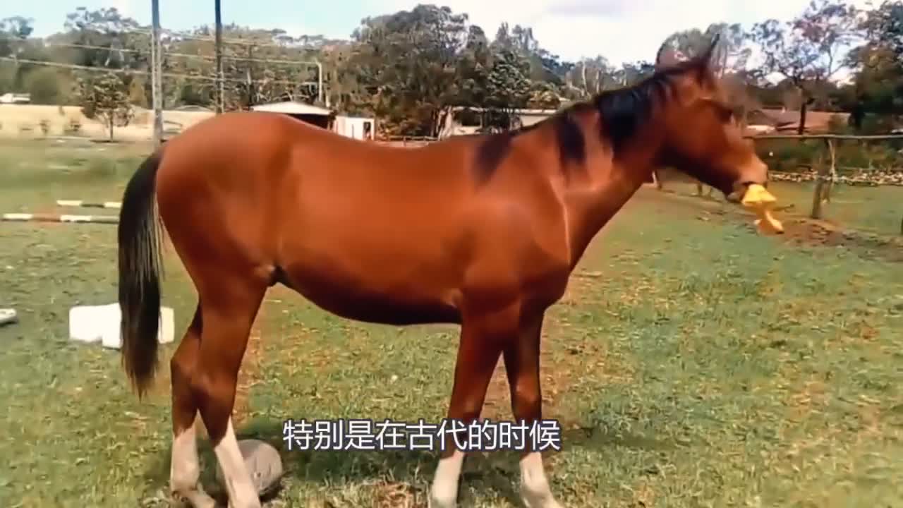 揭秘精准马会传真图背后的秘密，探索数字世界中的77777与88888的魅力，揭秘精准马会传真图背后的秘密与数字世界中的特殊数字魅力探索