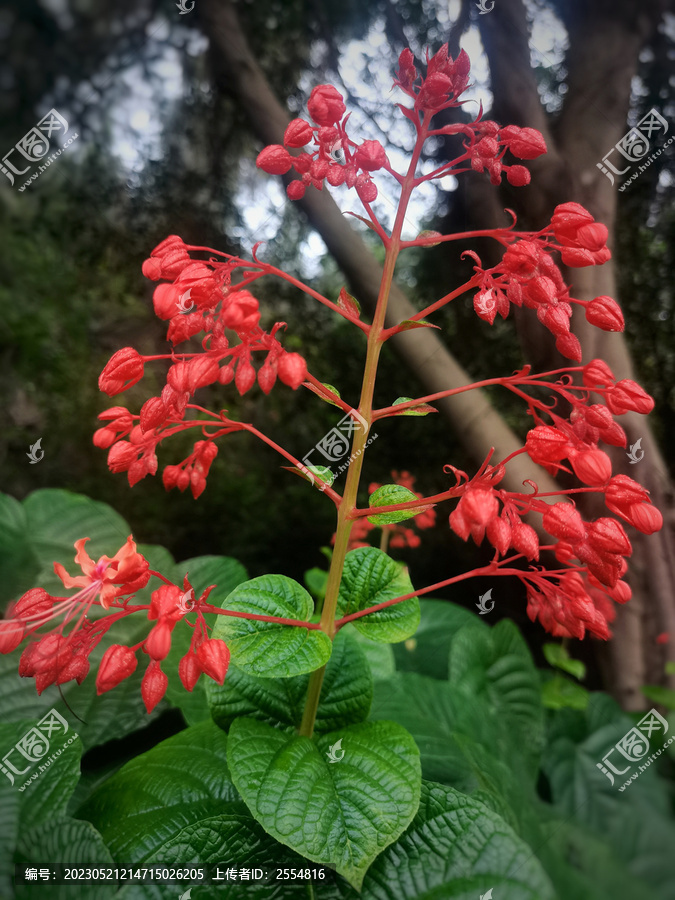 状元红资料